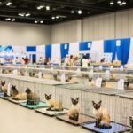 Thailand Cat Lovers Fair 2026 — выставка редких пород кошек в IMPACT Muang Thong Thani в Бангкоке